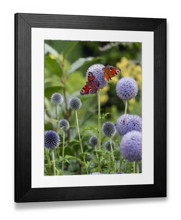 Framed Print : Peacock butterflies (Aglais io) feeding on Echinops, Norfolk, England, UK, July Framed Print : Peacock butterflies (Aglais io) feeding on Echinops, Norfolk, England, UK, July