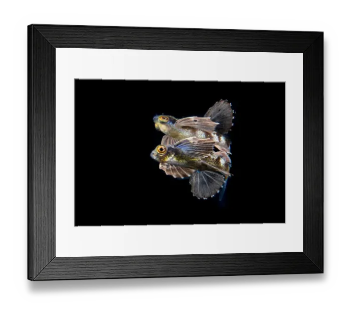 Framed Print : Juvenile Flying fish (Cypselurus sp), Longdong, Northeast, Taiwan Framed Print : Juvenile Flying fish (Cypselurus sp), Longdong, Northeast, Taiwan