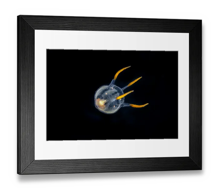 Framed Print : Tiny hydrozoa, which is a predatory jellyfish-like animal Framed Print : Tiny hydrozoa, which is a predatory jellyfish-like animal