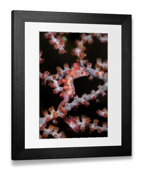 Framed Print : Bargibants seahorse (Hippocampus bargibanti) Kenting Nationalpark, Kenting, Taiwan Framed Print : Bargibants seahorse (Hippocampus bargibanti) Kenting Nationalpark, Kenting, Taiwan