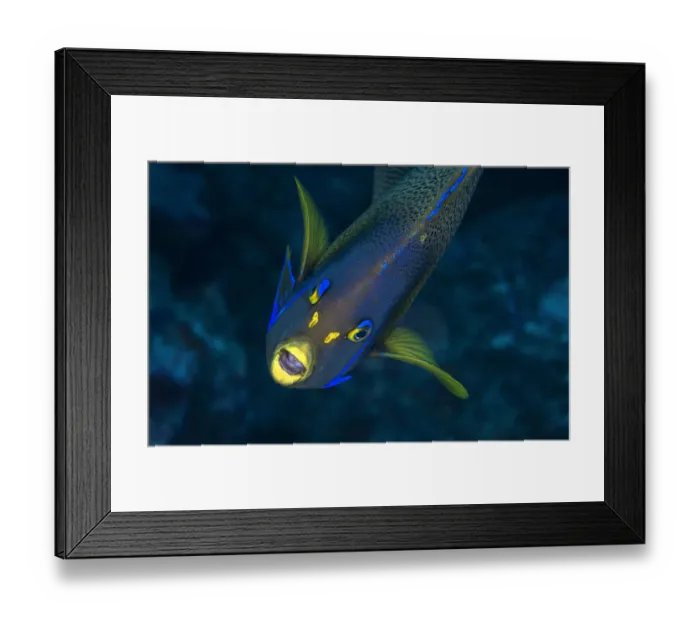 Framed Print : Semicircle angelfish (Pomacanthus semicirculatus) Kenting National Park, Kenting, Taiwan