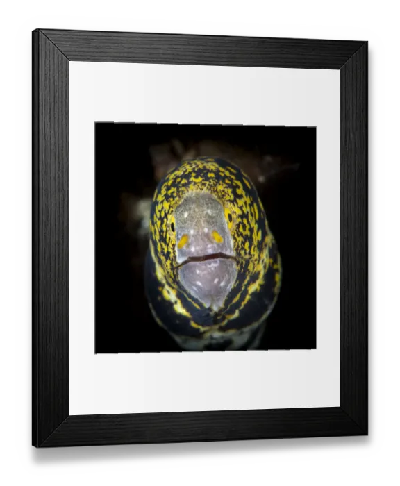 Framed Print : Snowflake moray (Echidna nebulosa) Green Island, Taiwan Framed Print : Snowflake moray (Echidna nebulosa) Green Island, Taiwan