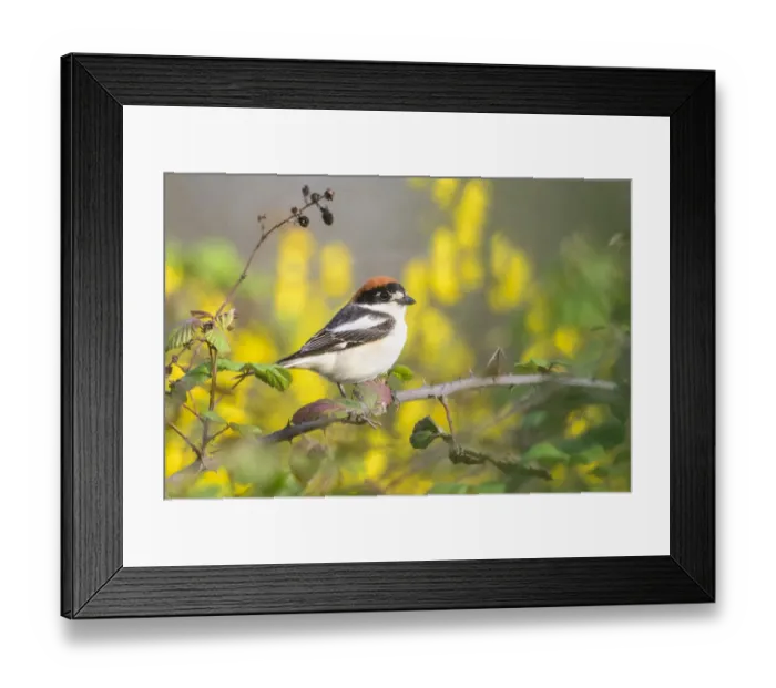 Framed Print : Woodchat shrike (Lanius senator) perched on bramble bush. Donana National Park, Spain Framed Print : Woodchat shrike (Lanius senator) perched on bramble bush. Donana National Park, Spain