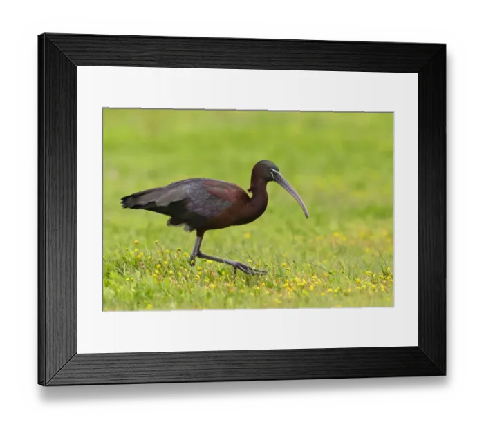 Framed Print : Glossy ibis (Plegadis falcinellus) in marshland. Donana National Park, Spain Framed Print : Glossy ibis (Plegadis falcinellus) in marshland. Donana National Park, Spain