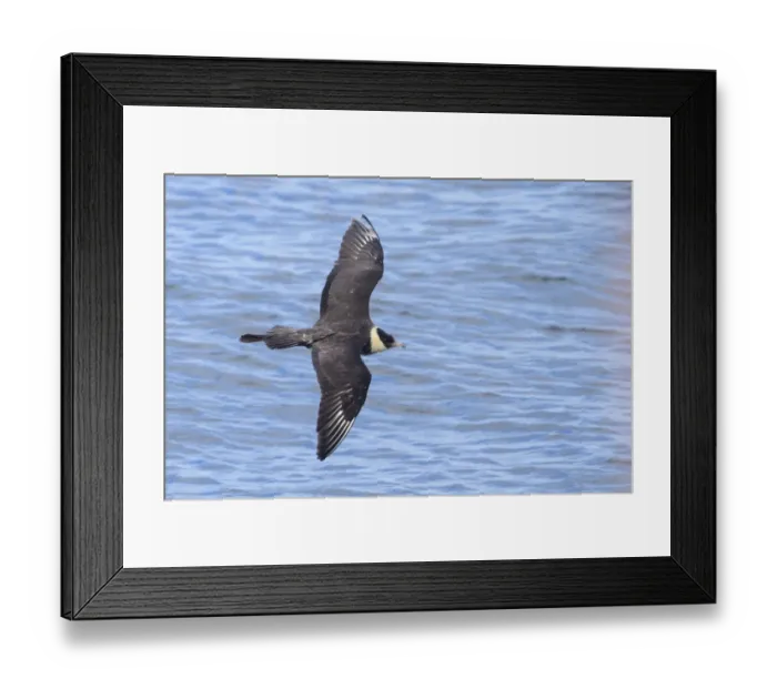 Framed Print : Pomarine skua (Stercorarius pomarinus) in flight. Durham, UK. September Framed Print : Pomarine skua (Stercorarius pomarinus) in flight. Durham, UK. September