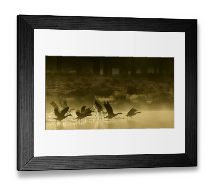 Framed Print : Canada goose (Branta canadensis) flock taking off from a lake at sunrise. London, UK Framed Print : Canada goose (Branta canadensis) flock taking off from a lake at sunrise. London, UK