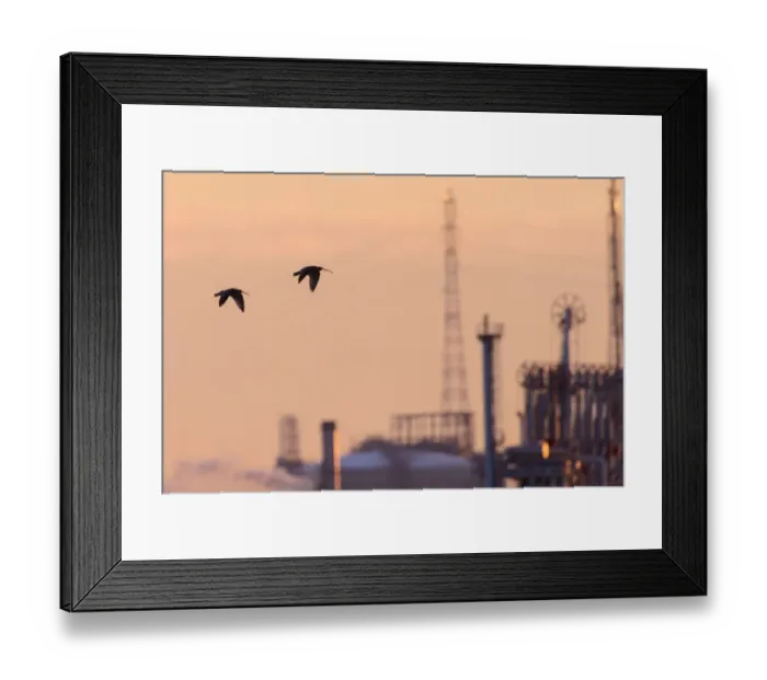 Framed Print : Curlew (Numenius arquata) in flight, silhouetted at sunset Framed Print : Curlew (Numenius arquata) in flight, silhouetted at sunset