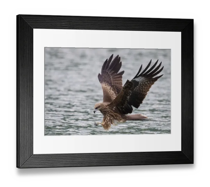 Framed Print : Black-eared kite, (Milvus migrans lineatus), Bi Tan Bay, Taiwan Framed Print : Black-eared kite, (Milvus migrans lineatus), Bi Tan Bay, Taiwan