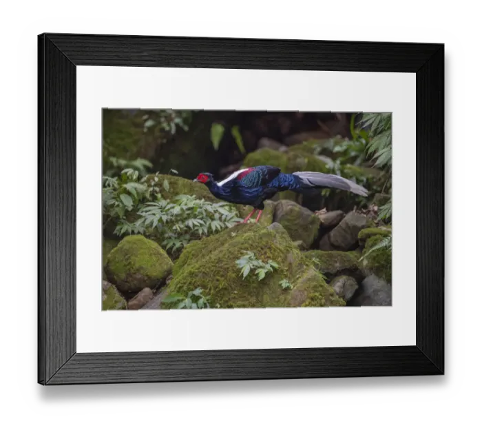 Framed Print : Swinhoes pheasant (Lophura swinhoii) male, endemic species, Yunlinshan, Taiwan Framed Print : Swinhoes pheasant (Lophura swinhoii) male, endemic species, Yunlinshan, Taiwan