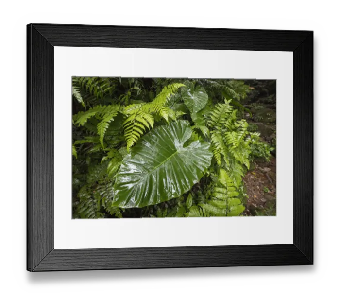 Framed Print : Large leaf of Giant Elephants Ear (Alocasia odora), in rainforest, Yangminshan Framed Print : Large leaf of Giant Elephants Ear (Alocasia odora), in rainforest, Yangminshan