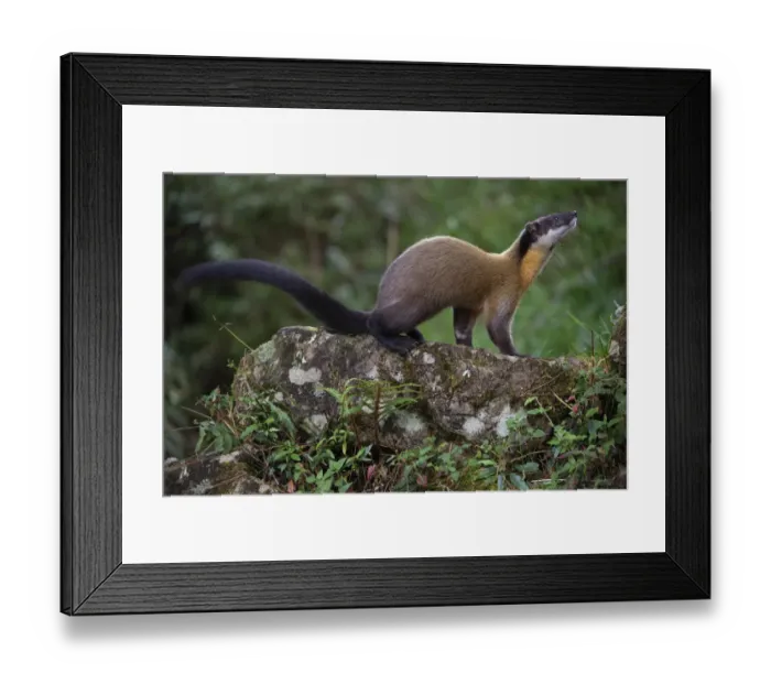 Framed Print : Taiwan / Formosan yellow-throated marten (Martes flavigula chrysospila Framed Print : Taiwan / Formosan yellow-throated marten (Martes flavigula chrysospila