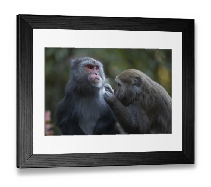 Framed Print : Formosan rock macaque (Macaca cyclopis) social grooming behaviour