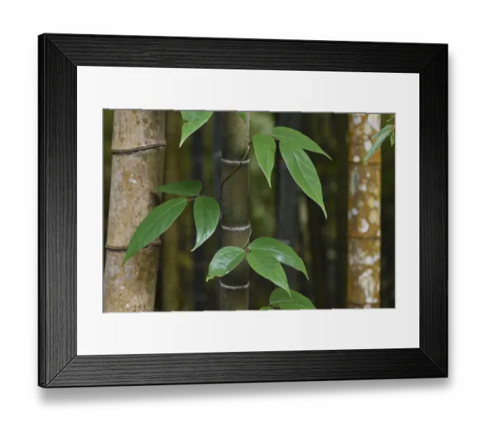 Framed Print : Bamboo, Daxueshan National Recreational Forest, Taiwan Framed Print : Bamboo, Daxueshan National Recreational Forest, Taiwan