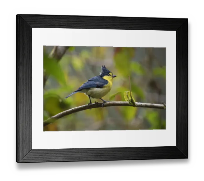 Framed Print : Taiwan Yellow tit, (Machlolophus holsti) Lu Shan, Taiwan endemic species Framed Print : Taiwan Yellow tit, (Machlolophus holsti) Lu Shan, Taiwan endemic species