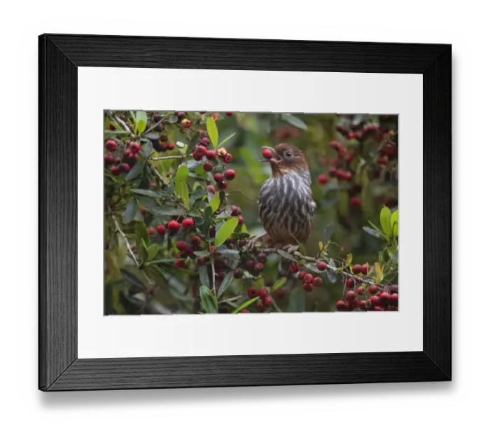 Framed Print : Taiwan Bar-wing (Actinodura morrisoniana) an endemic species