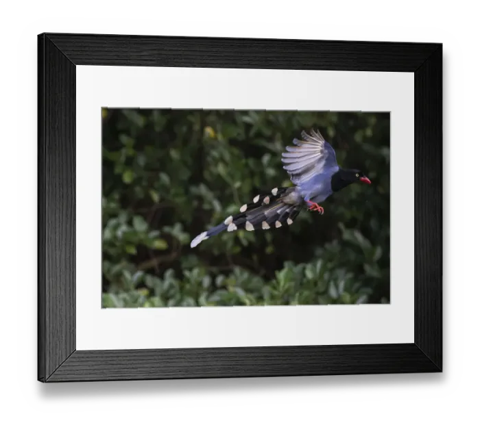 Framed Print : Taiwan blue magpie, (Urocissa caerulea) flying, in Taipeh, Taiwan, endemic species Framed Print : Taiwan blue magpie, (Urocissa caerulea) flying, in Taipeh, Taiwan, endemic species