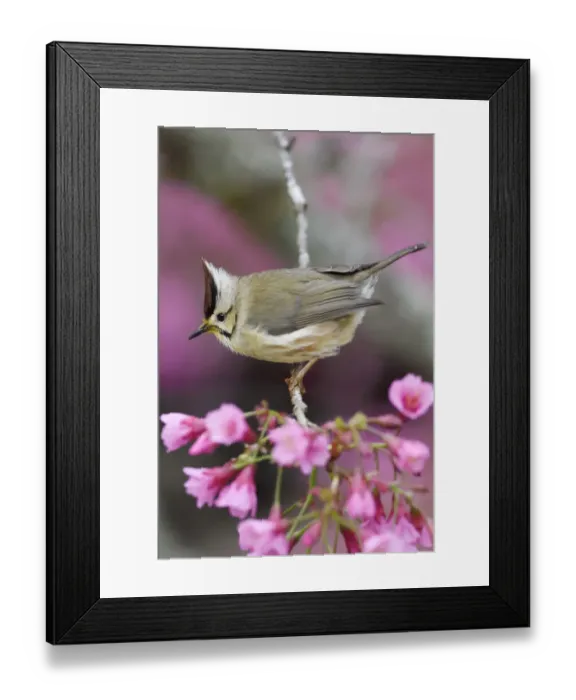 Framed Print : Taiwan yuhina (Yuhina brunneiceps) perched amongst pink blossom Framed Print : Taiwan yuhina (Yuhina brunneiceps) perched amongst pink blossom