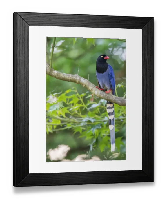 Framed Print : Taiwan blue magpie, (Urocissa caerulea), in Taipeh, Taiwan, endemic species Framed Print : Taiwan blue magpie, (Urocissa caerulea), in Taipeh, Taiwan, endemic species