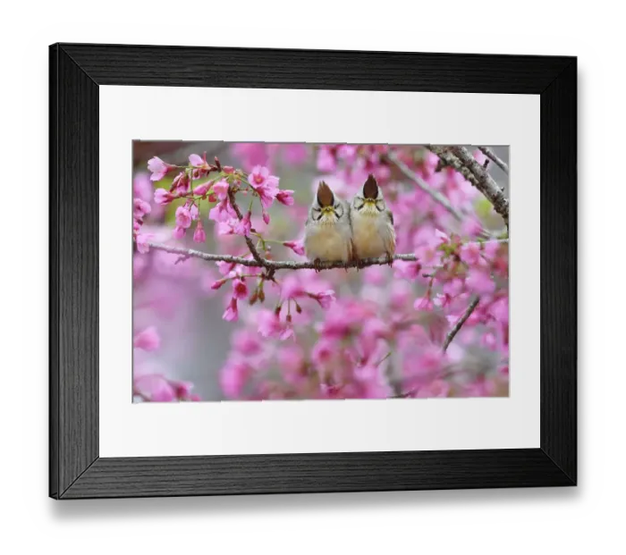 Framed Print : Taiwan yuhina (Yuhina brunneiceps) pair perched amongst pink blossom, Alishan National Scenic Area, Taiwan. Endemic species Framed Print : Taiwan yuhina (Yuhina brunneiceps) pair perched amongst pink blossom, Alishan National Scenic Area, Taiwan. Endemic species