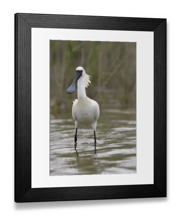 Framed Print : Black-faced Spoonbill, (Platalea minor), Tainan, Taiwan. Endangered species Framed Print : Black-faced Spoonbill, (Platalea minor), Tainan, Taiwan. Endangered species