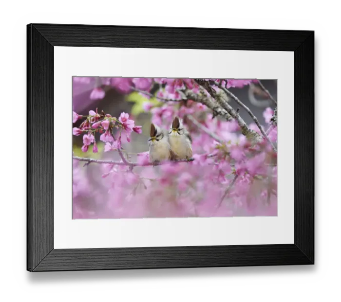 Framed Print : Taiwan yuhina (Yuhina brunneiceps) pair perched amongst pink blossom Framed Print : Taiwan yuhina (Yuhina brunneiceps) pair perched amongst pink blossom
