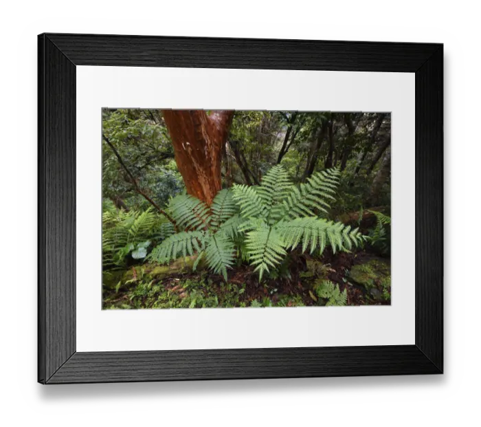 Framed Print : Fern forest in the Yushan National Park, Taiwan Framed Print : Fern forest in the Yushan National Park, Taiwan