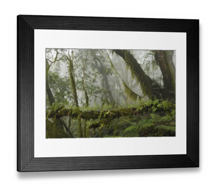 Framed Print : Cloud forest in the Yushan National Park, Taiwan Framed Print : Cloud forest in the Yushan National Park, Taiwan