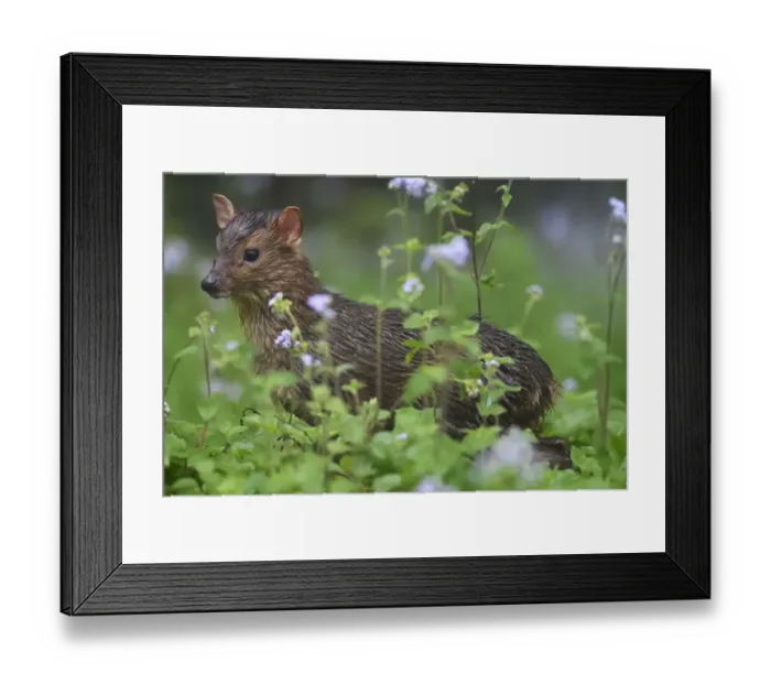 Framed Print : Taiwan / Formosan Reevess muntjac baby, (Muntiacus reevesi formosanus), Walami cabin Framed Print : Taiwan / Formosan Reevess muntjac baby, (Muntiacus reevesi formosanus), Walami cabin