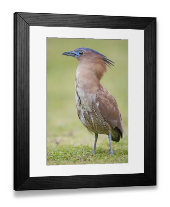 Framed Print : Malayan night heron (Gorsachius melanolophus) Taipei city park, Taiwan Framed Print : Malayan night heron (Gorsachius melanolophus) Taipei city park, Taiwan