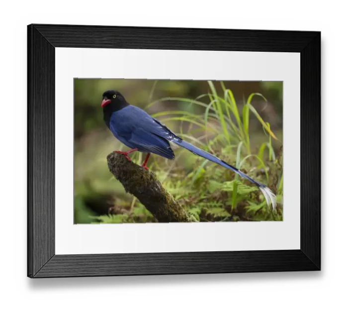 Framed Print : Taiwan Blue Magpie, (Urocissa caerulea) endemic species, Taipei city park, Taiwan Framed Print : Taiwan Blue Magpie, (Urocissa caerulea) endemic species, Taipei city park, Taiwan