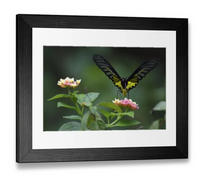 Framed Print : Golden Birdwing butterfly (Troides aeacus) Sheding Forest park, Kenting National Park Framed Print : Golden Birdwing butterfly (Troides aeacus) Sheding Forest park, Kenting National Park