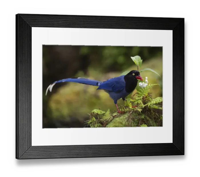 Framed Print : Taiwan Blue Magpie, (Urocissa caerulea) endemic species, Taipei city park, Taiwan Framed Print : Taiwan Blue Magpie, (Urocissa caerulea) endemic species, Taipei city park, Taiwan