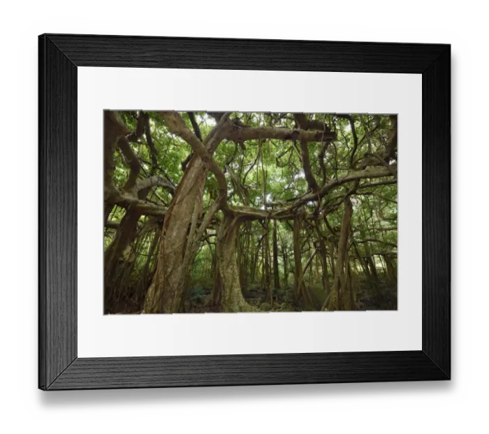 Framed Print : Banyan fig tree (Ficus benjamina), one single individual tree Framed Print : Banyan fig tree (Ficus benjamina), one single individual tree