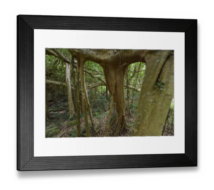 Framed Print : Banyan fig tree, (Ficus benjamina), one single individual tree Framed Print : Banyan fig tree, (Ficus benjamina), one single individual tree