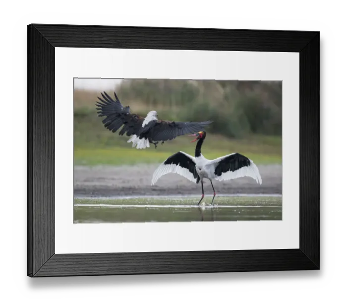 Framed Print : African fish eagle (Haliaeetus vocifer) pressurises a Saddle-billed stork Framed Print : African fish eagle (Haliaeetus vocifer) pressurises a Saddle-billed stork