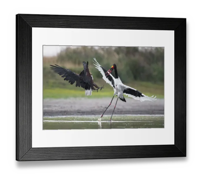 Framed Print : African fish eagle (Haliaeetus vocifer) pressurises a Saddle-billed stork Framed Print : African fish eagle (Haliaeetus vocifer) pressurises a Saddle-billed stork