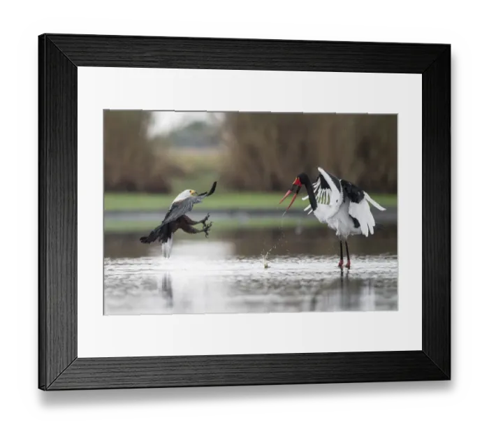 Framed Print : African fish eagle (Haliaeetus vocifer) pressurises a Saddle-billed stork Framed Print : African fish eagle (Haliaeetus vocifer) pressurises a Saddle-billed stork
