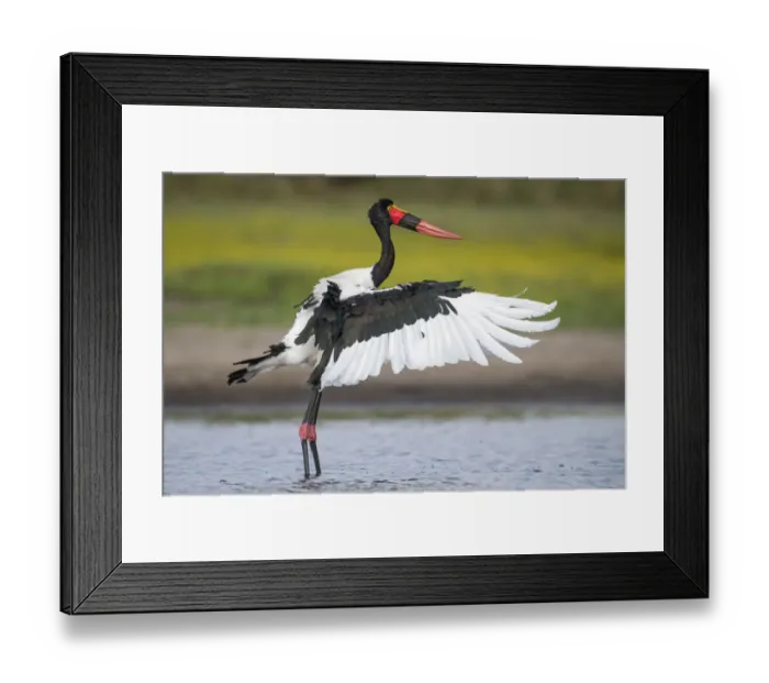 Framed Print : Saddle-billed stork (Ephippiorhynchus senegalensis) flapping wings after preening Framed Print : Saddle-billed stork (Ephippiorhynchus senegalensis) flapping wings after preening