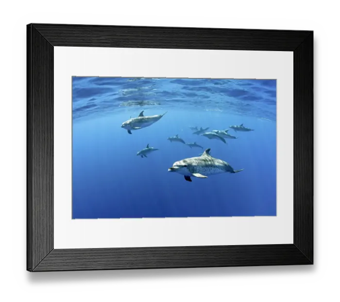 Framed Print : Atlantic spotted dolphins, (Stenella frontalis), Formigas Islet dive site Framed Print : Atlantic spotted dolphins, (Stenella frontalis), Formigas Islet dive site