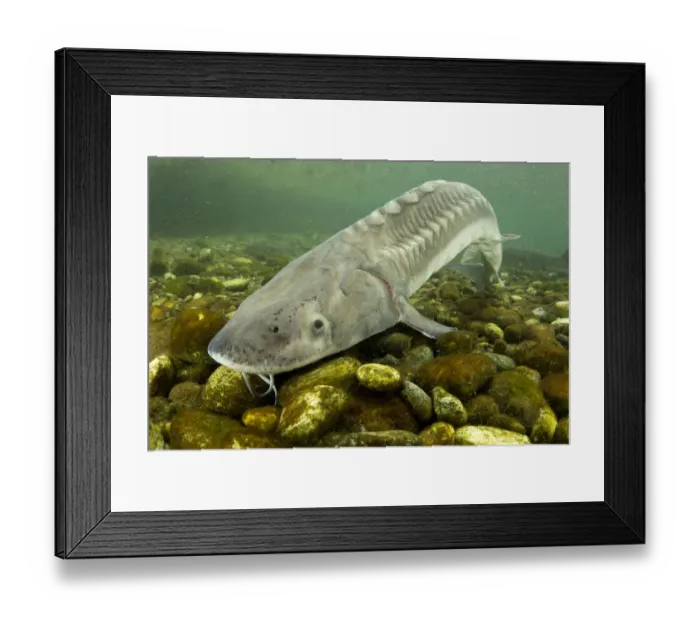 Framed Print : Adriatic sturgeon (Acipenser naccarii) Parco del Ticino, Biosphere Reserve, Lombardia