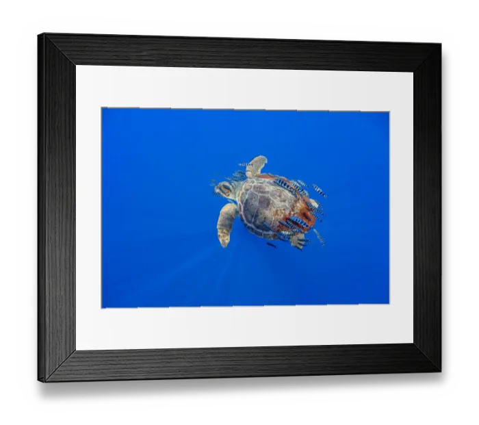 Framed Print : Loggerhead turtle (Caretta caretta) accompanied by pilotfish (Naucrates ductor Framed Print : Loggerhead turtle (Caretta caretta) accompanied by pilotfish (Naucrates ductor