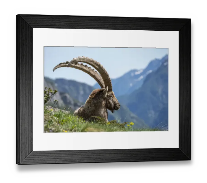 Framed Print : Alpine ibex (Capra ibex) resting in mountain pasture, Ticino, Switzerland Framed Print : Alpine ibex (Capra ibex) resting in mountain pasture, Ticino, Switzerland