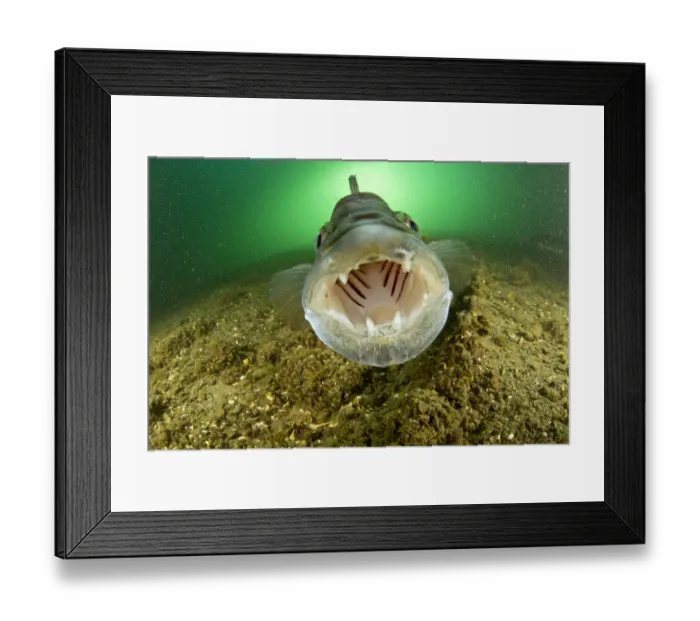 Framed Print : Male Zander or Pikeperch (Stizostedion / Sander lucioperca) with mouth wide open Framed Print : Male Zander or Pikeperch (Stizostedion / Sander lucioperca) with mouth wide open