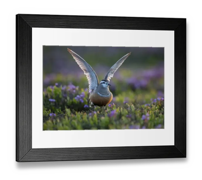 Framed Print : Dotterel, (Charadrius morinellus) female amongst Blue mountain heath (Phyllodoce caerulea Framed Print : Dotterel, (Charadrius morinellus) female amongst Blue mountain heath (Phyllodoce caerulea