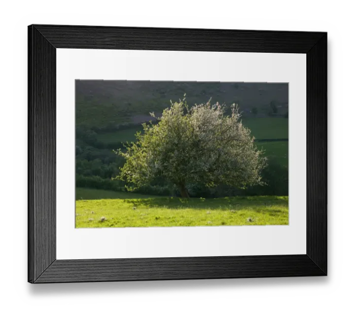 Framed Print : Crab Apple (Malus sylvestris) in flower on spring evening, Gilfach Nature Reserve Framed Print : Crab Apple (Malus sylvestris) in flower on spring evening, Gilfach Nature Reserve