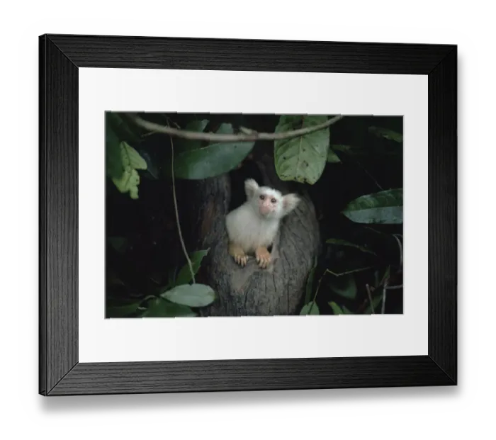 Framed Print : Golden-white tassel-ear marmoset / Silky marmoset coming out of night nest hole Framed Print : Golden-white tassel-ear marmoset / Silky marmoset coming out of night nest hole