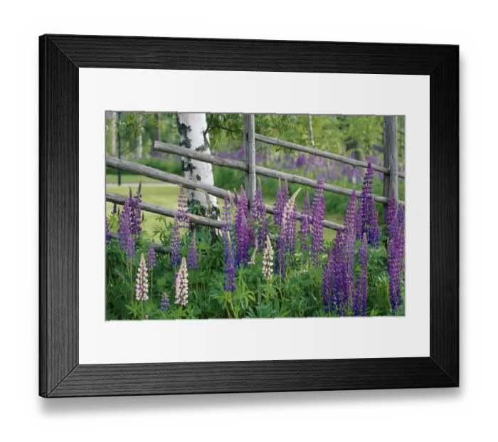 Framed Print : Lupins {Lupinus nootkatensis} in flower by birch tree trunk, Sweden, summer, Scandinavia Framed Print : Lupins {Lupinus nootkatensis} in flower by birch tree trunk, Sweden, summer, Scandinavia