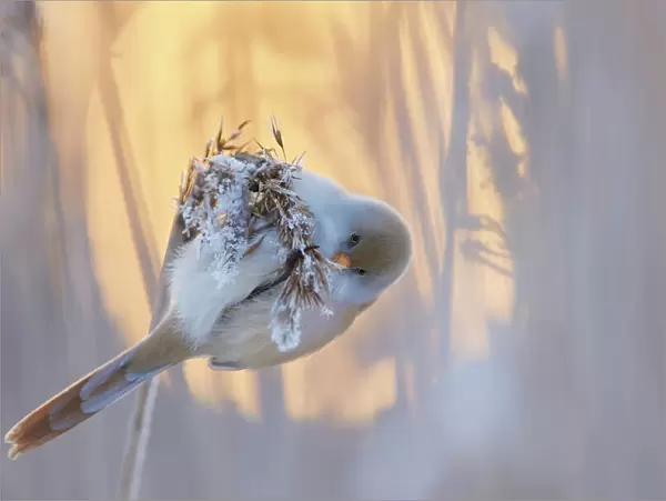 Bearded reedling (Panurus biarmicus) female feeding on reed seeds covered in frost, Espoo