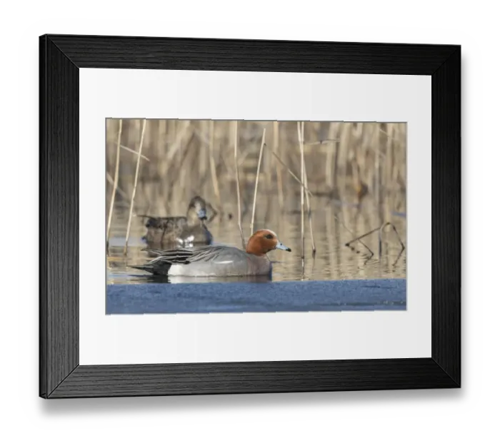 Framed Print : Widgeon (Mareca penelope) pair amongst reeds. Tervatehdas, Finland. April Framed Print : Widgeon (Mareca penelope) pair amongst reeds. Tervatehdas, Finland. April