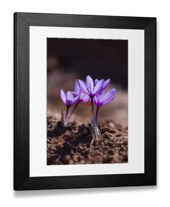 Framed Print : Saffron crocuses (Crocus sativus), cultivated for saffron, Lleida, Catalonia, Spain Framed Print : Saffron crocuses (Crocus sativus), cultivated for saffron, Lleida, Catalonia, Spain